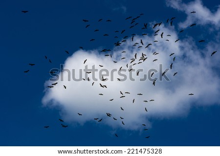 Flying birds and clouds in the blue sky.
