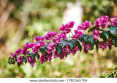 Close-up of bougainvillea flowers and tree branch on greenery background. 商業照片 © 