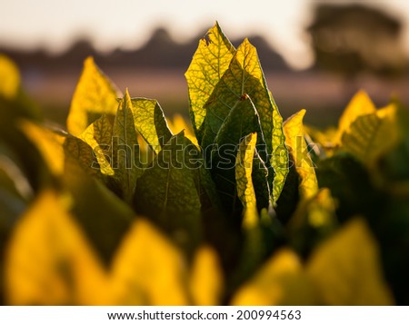 Tobacco leaves backlit by sunset in tobacco field.