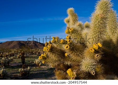 Cactus plants in southwest desert at Joshua Tree National Park.