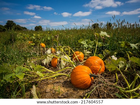 Pumpkins in pumpkin patch against a vivid blue sky in rural Pennsylvania.