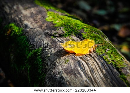 Golden leaf rests on a mossy decaying log in forest as shaft of sunlight hits it.
