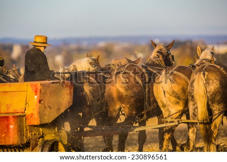 Amish farmer behind team of horse in field at sunset.