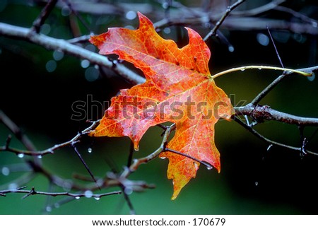Maple leaf caught in a thorn tree after October rains.