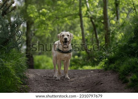 Similar – Image, Stock Photo Looking through the woods to a boat on a lake in the mountains with still reflection