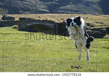 Similar – Foto Bild Hund springt über einen Zaun