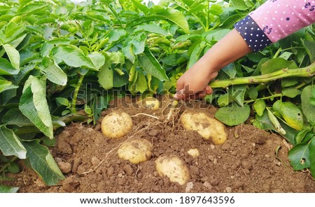 Woman picking fresh potatoes during harvesting in potato field. Fresh Potato in potato field. Selective focus.