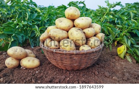 Fresh Potato in the busket. Fresh organic potatoes in the field, harvesting potatoes from soil. Selective focus.
