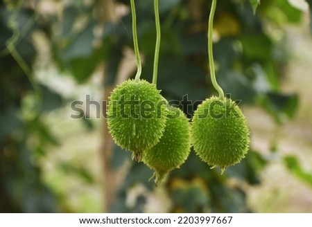Photo of edible vegetables spiny guard hanging on vines in the fence. Fresh green colorful spiny gourd or teasel gourd vegetables. Imagine de stoc © 