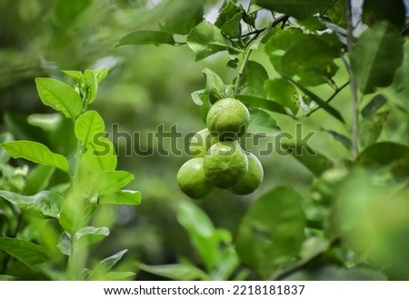 Similar – Image, Stock Photo Green lemons on tree Food