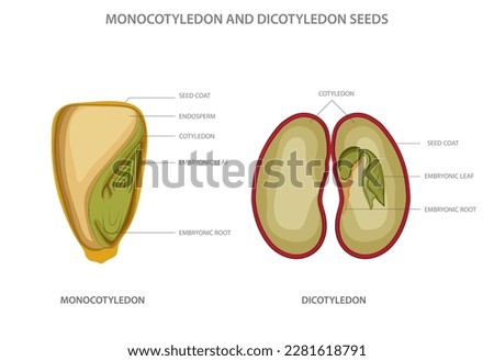 Monocotyledon and dicotyledon seeds are two types of flowering plant seeds, with monocots having one seed leaf and dicots having two. dicotyledon vs monocotyledon vector illustration