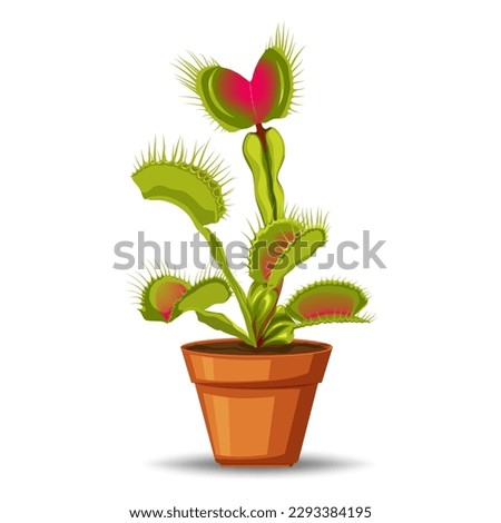 Venus flytrap is a carnivorous plant that captures insects with its hinged leaves and digestive enzymes, using them as a source of nutrients.