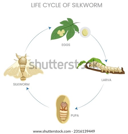The life cycle of a silkworm includes stages of egg, larva (caterpillar), pupa (cocoon), and adult (moth), with silk production central to its existence.