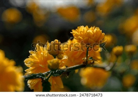 Similar – Image, Stock Photo Ranunculus bush or golden anemone with yellow flowers