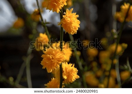 Similar – Image, Stock Photo Ranunculus bush or golden anemone with yellow flowers