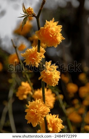 Similar – Image, Stock Photo Ranunculus bush or golden anemone with yellow flowers