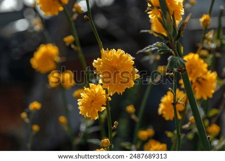 Similar – Image, Stock Photo Ranunculus bush or golden anemone with yellow flowers