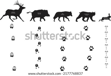 Animal footprints, Canis lupus, Lynx lynx, Lepus europaeus, Wild boar
Sus scrofa, Red deer
Cervus elaphus