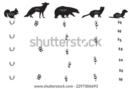 Animal Footprint and their walk. Red fox, red squirrel, european badger, weasel, stoat, meles meles, mustela erminea, mustela nivalis, vulpes vulpes, sciurus vulgaris