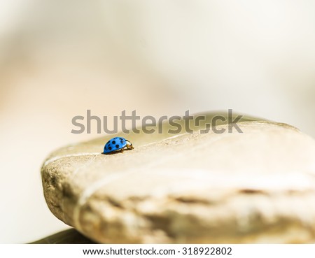 Blue lady bug resting on a stone.