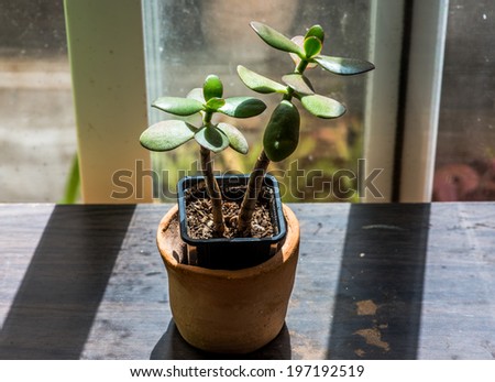 little plant