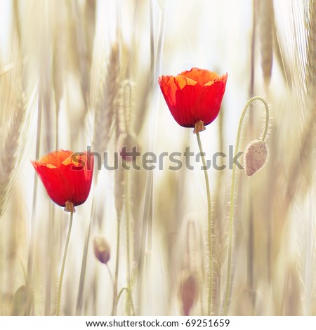 Similar – Image, Stock Photo Flowering corn poppy in a ripening wheat field