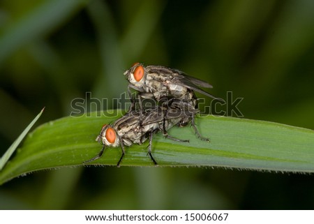2 Fly making out in the open
