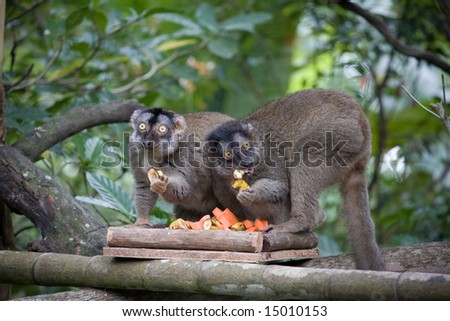 2 Monkeys Eating Papayas