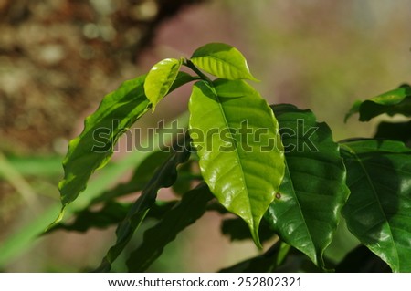 coffee leaf plant