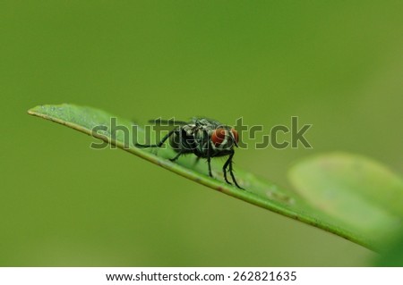 fly insect with green background