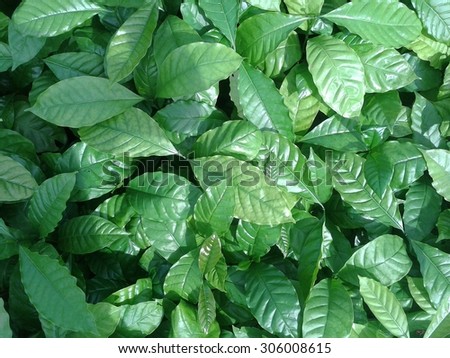 coffee leaves background