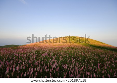 Field of grass and flowers