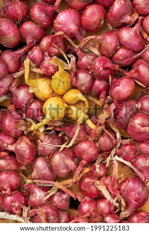 Onion harvest close up. Full Frame Shot Of Purple Onions. onion after harvest in farm. harvested onions different varieties. Onion. Onion harvest in a basket. Drying of onions. top view.