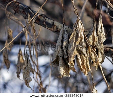 The dry leaves of the forest hops on the background of snow and vines