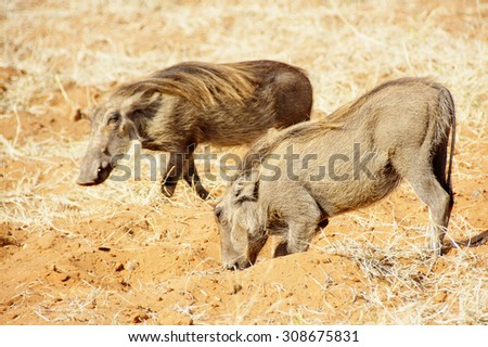 Two Warthogs Digging in Red Sand in Botswana, Southern Africa