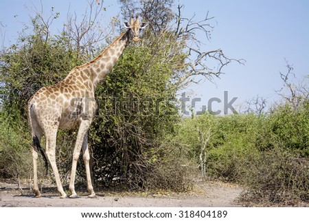 Beautiful Lonely Female Giraffe Standing in Bright Sunlight, Chobe National Park, Botswana, Southern Africa