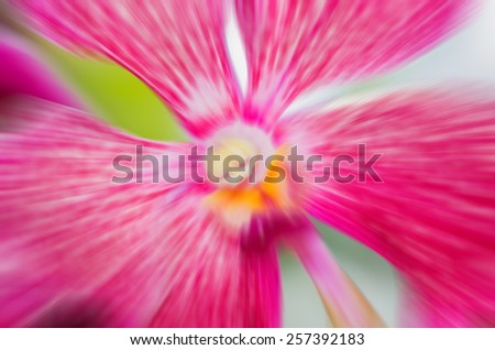 blurred vanda orchid background with zoom effect
