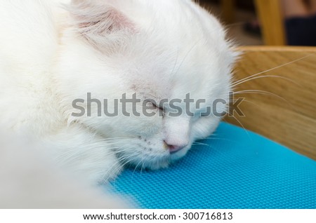 a sleeping cat on the chair