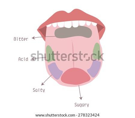 Anatomy Of The Human Tongue. Basic Tastes Stock Vector Illustration ...