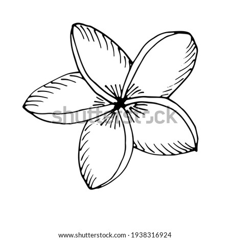 Plumeria Drawing | Free download on ClipArtMag