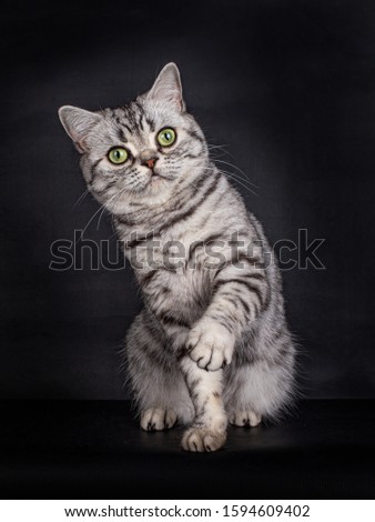 Shutterstock Puzzlepix