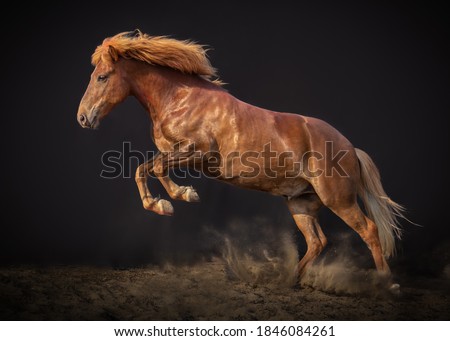 Similar – Image, Stock Photo beautiful brown horse portrait in the meadow