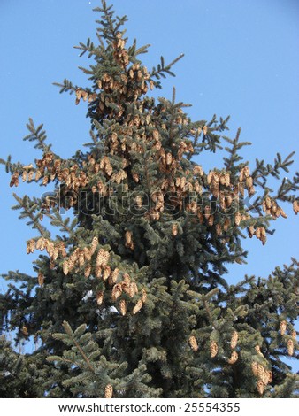 The big pine branch with ripe cones flows down pitch. Against the dark blue sky