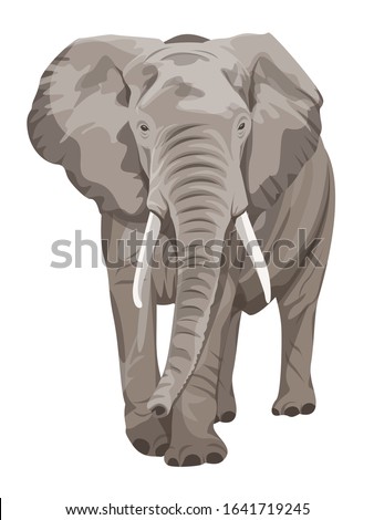 African Elephant walking. Big 5 member.