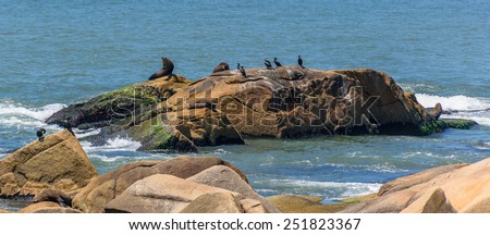Sea Lions on rocks at Cabo Polonio, Rocha, Uruguay.