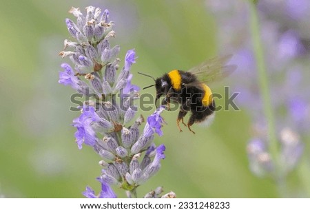 Similar – Foto Bild Hummel und Lavendel