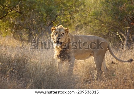 lion standing in dry grass
