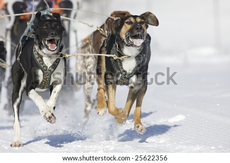 alaskan huskys running at sled dog race with wild eyes and open mouth