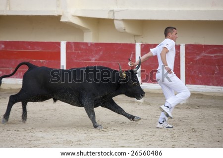 LA CAMARGUE, FRANCE – OCT 29: An unidentified man runs from a bull during a bullfight in the arena of Saintes Maries de la Meron October 29, 2008 in France.