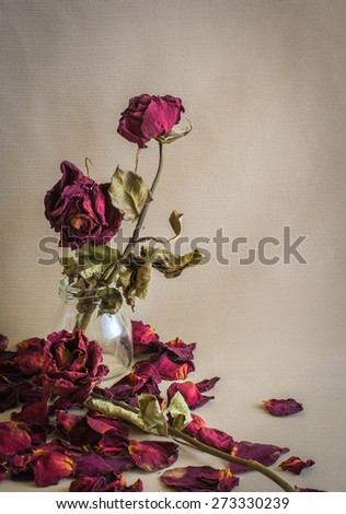 dried rose Dead rose  with vintage style.